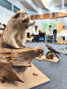 Ganz nah dran: Waschbär, Kuckuck, Fuchs und Reh im Klassenraum