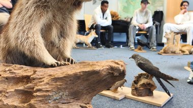 Ganz nah dran: Waschbär, Kuckuck, Fuchs und Reh im Klassenraum
